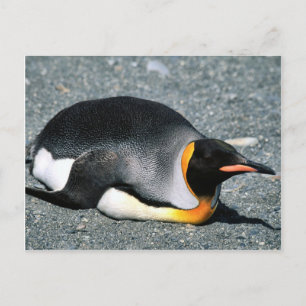 King Penguin am Strand Postkarte