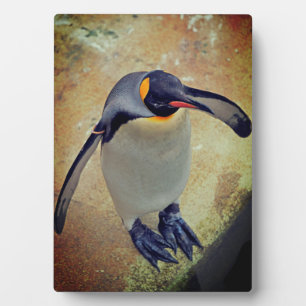 King Penguin Edinburgh Zoo Schottland Fotoplatte