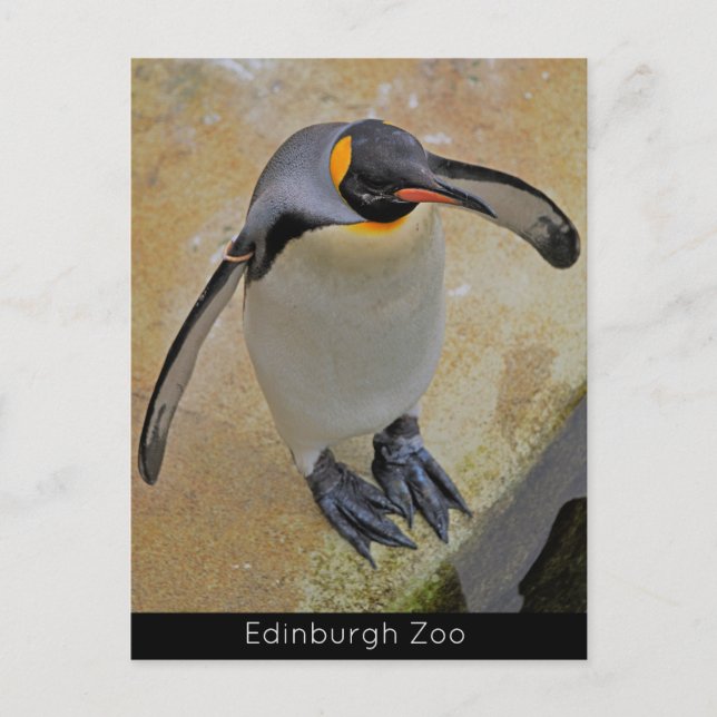 King Penguin Edinburgh Zoo Scotland Postcard Postkarte (Vorderseite)