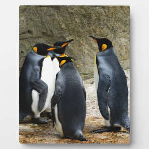 King Penguin Fotoplatte