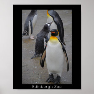 King Penguin & Friends Edinburgh Zoo Schottland Poster