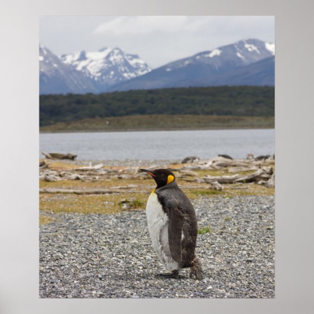 King Penguin, Isla Martillo, Tierra del Fuego Poster (Vorne)