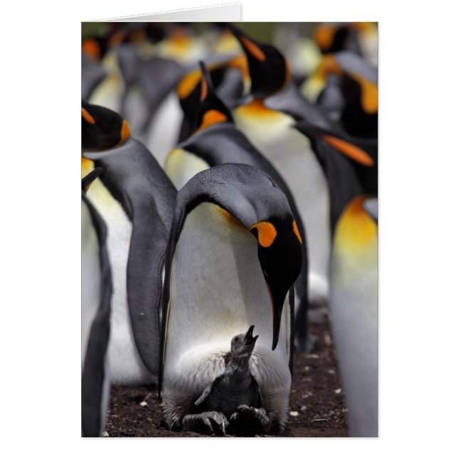 King Penguin mit Chick (Vorne)