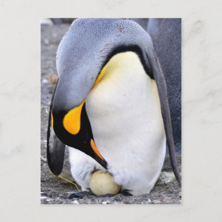 King Penguin mit Eiern Postkarte