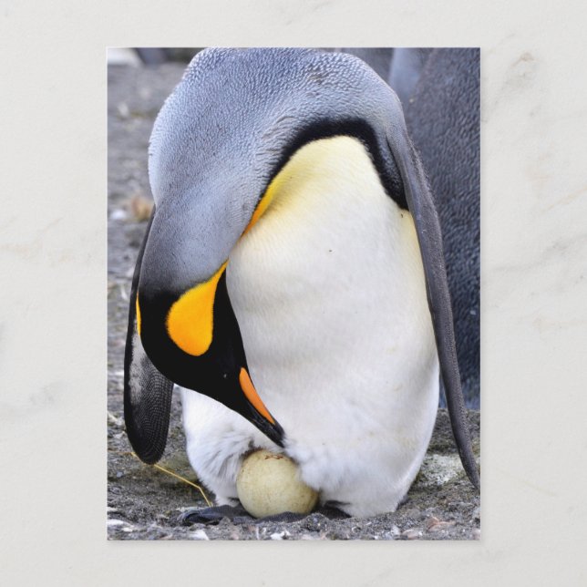 King Penguin mit Eiern Postkarte (Vorderseite)