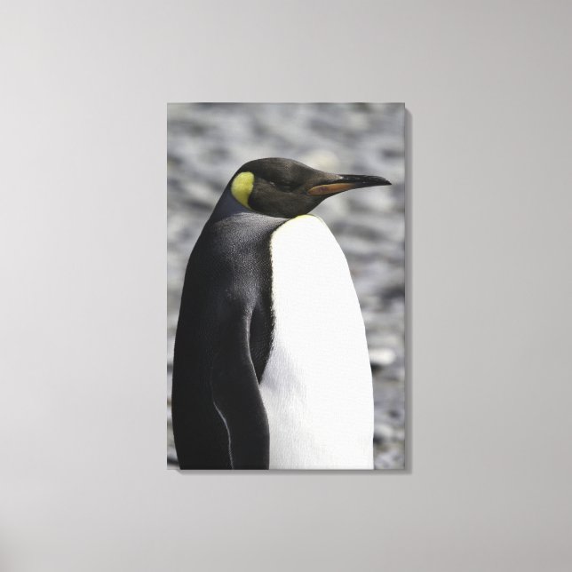King Penguin, Salisbury Schlicht, Südgeorgien Leinwanddruck (Vorderseite)