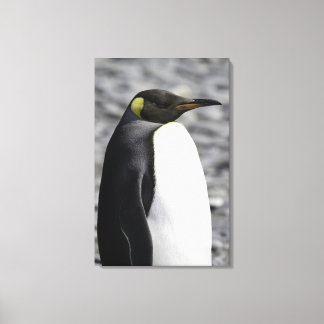 King Penguin, Salisbury Schlicht, Südgeorgien Leinwanddruck