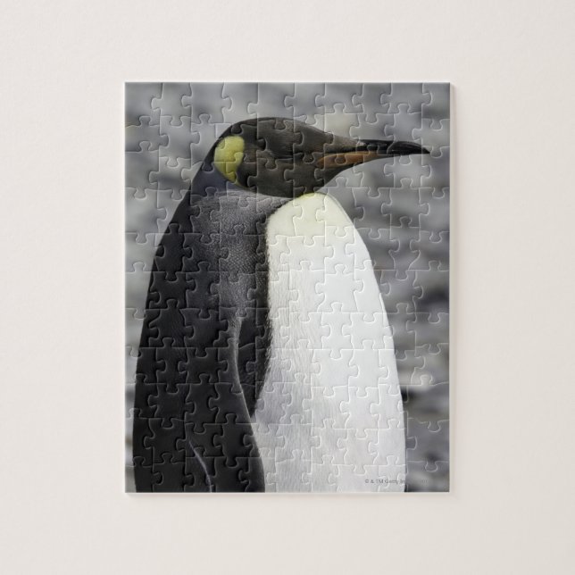 King Penguin, Salisbury Schlicht, Südgeorgien Puzzle (Vertikal)