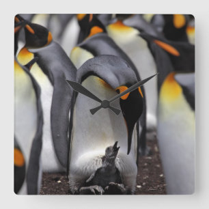 King Penguin with Chick Quadratische Wanduhr