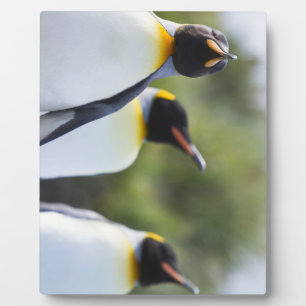 King penguins fotoplatte