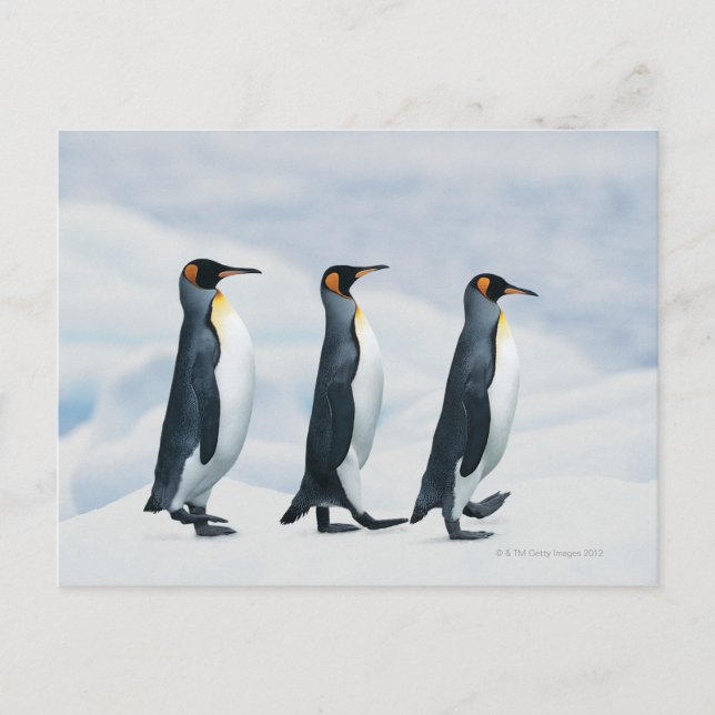 King Penguins gehen in Single-Datei Postkarte (Vorderseite)