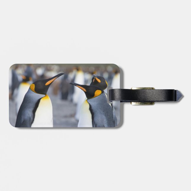 King Penguins Gepäckanhänger (Rückseite horizontal)