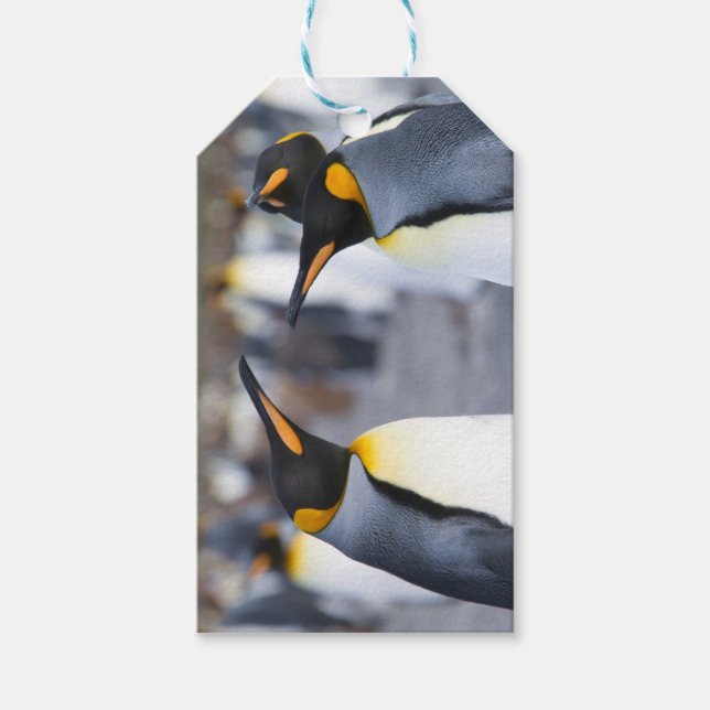 King Penguins Geschenkanhänger (Vorderseite)