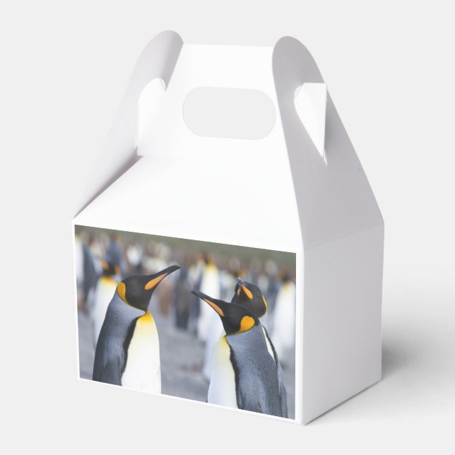 King Penguins Geschenkschachtel (Rückseite)