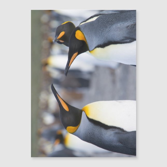 King Penguins Magnetkarte (Vorderseite)