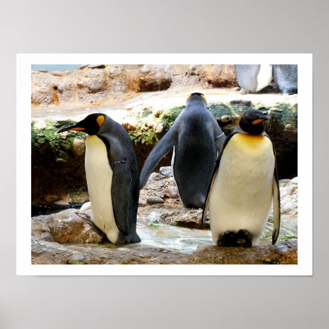 King Penguins Poster (Vorne)