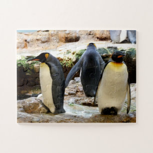 King Penguins Puzzle