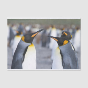 King Penguins Seidenpapier