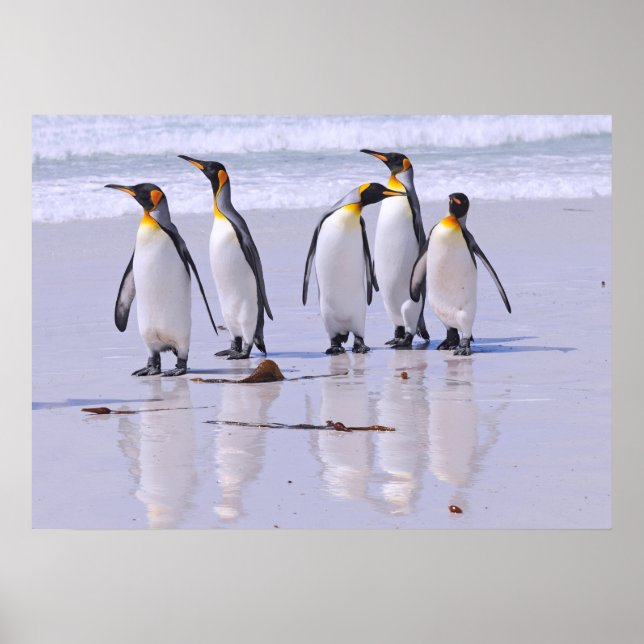 King Pinguine am Strand Poster (Vorne)
