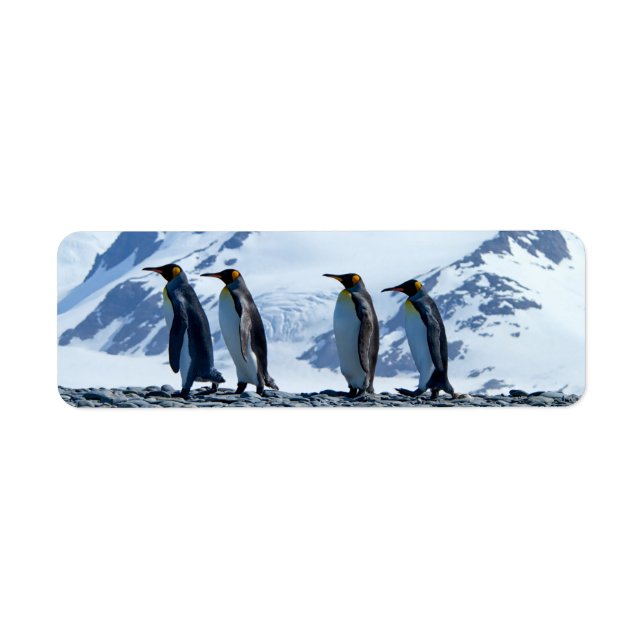 King Pinguine in Südgeorgien (Vorne)