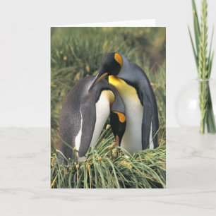 King Pinguine Lovers Karte