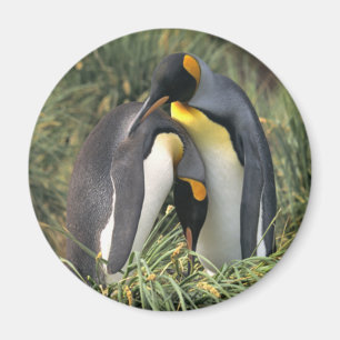 King Pinguine Lovers Magnet