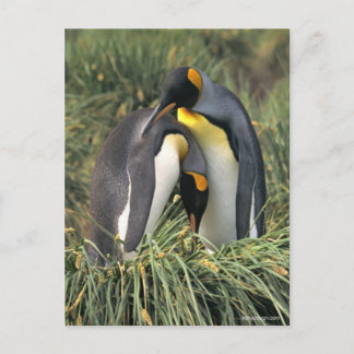 King Pinguine Lovers Postkarte