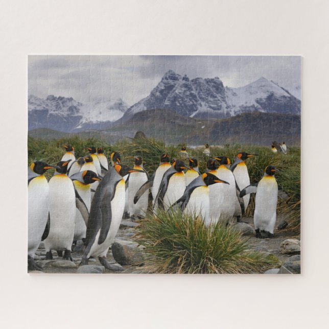 King Pinguine und Gebirge in Südgeorgien Puzzle (Horizontal)