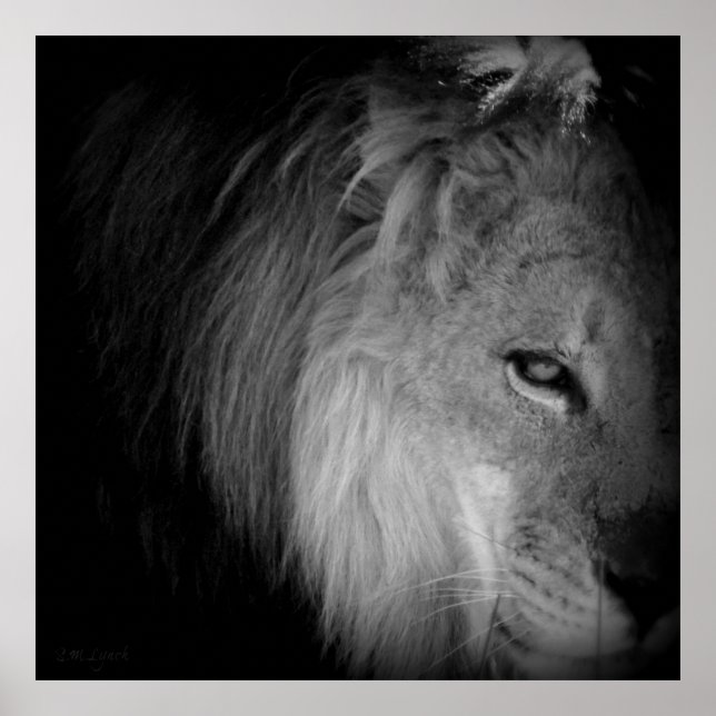 King Pride Poster (Vorne)