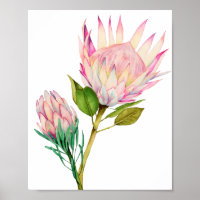 King Protea Blume Aquarelle