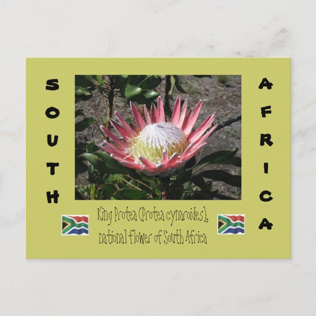 King Protea Postkarte (Vorderseite)