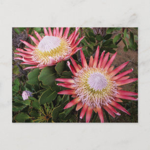 King Protea (Protea Cynaroides), Helderberg Postkarte