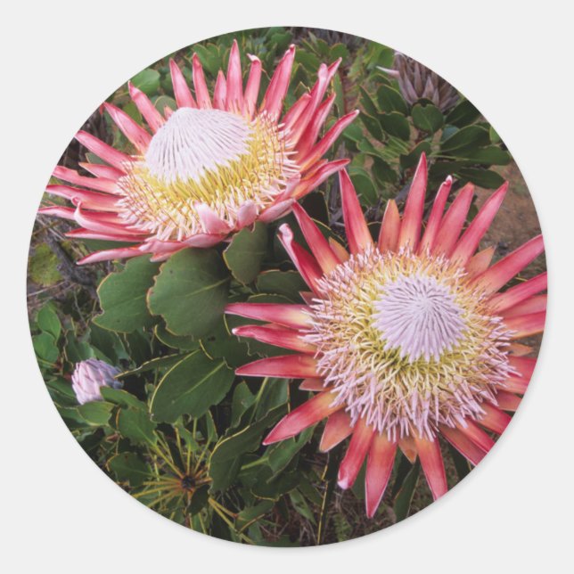King Protea (Protea Cynaroides), Helderberg Runder Aufkleber (Vorderseite)