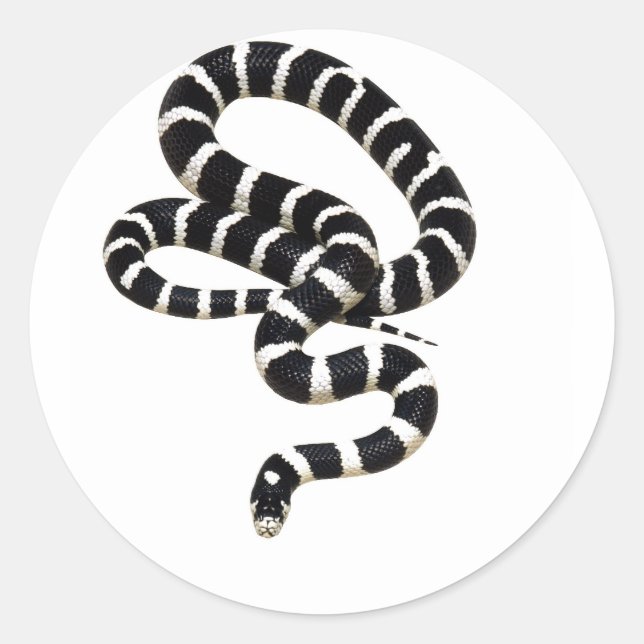 King Snake von Junglewalk.com Runder Aufkleber (Vorderseite)