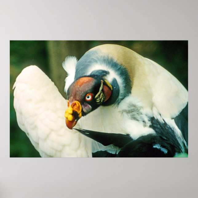 King Vulture Bird Poster (Vorne)