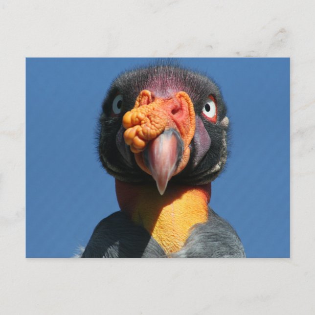 King Vulture Ugly Bird Postcard Postkarte (Vorderseite)