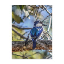 KINGFISCHER LÄNDLICHER RUHIGER QUEENSLAND AUSTRALI