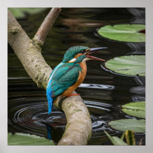 Kingfisher Bird Poster