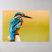 Kingfisher Bird Wildlife Closeup Foto