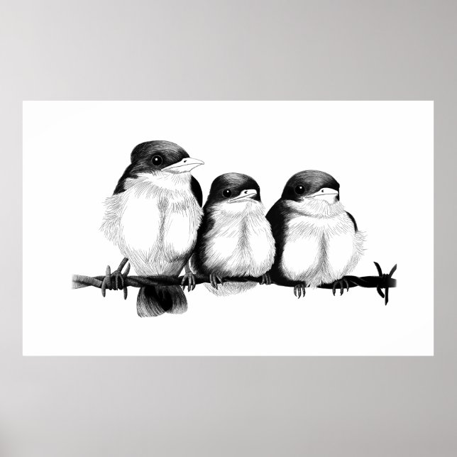 Kingfisher Chicks Poster (Vorne)