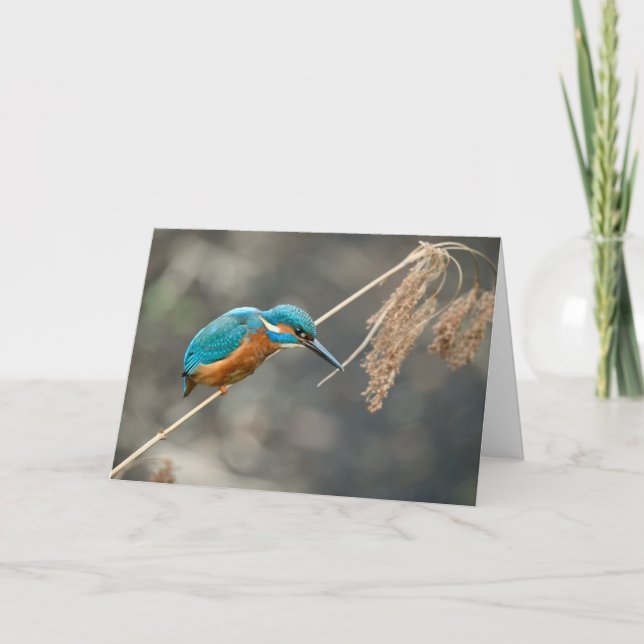 Kingfisher-Fischerei auf Schilf Karte (Vorderseite)