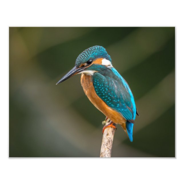 KIngfisher Fotodruck (Vorne)