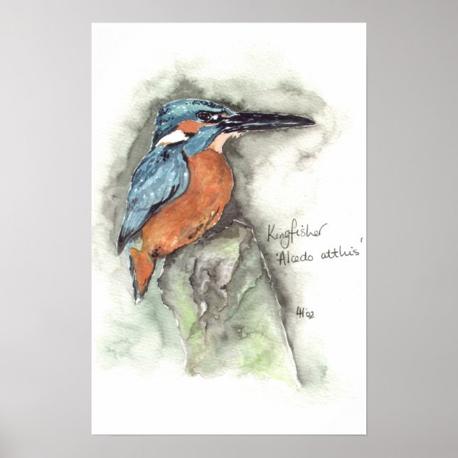Kingfisher in Aquarellfarbe Poster (Vorne)
