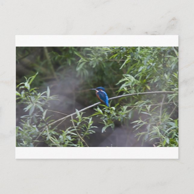 kingfisher.jpg postkarte (Vorderseite)