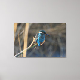 Kingfisher Leinwanddruck
