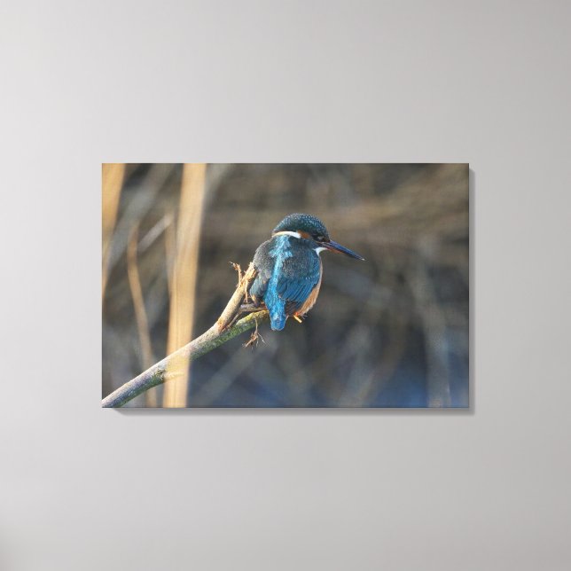 Kingfisher Leinwanddruck (Vorderseite)