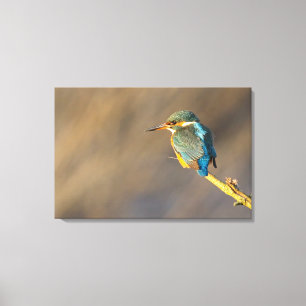 Kingfisher Leinwanddruck