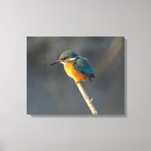 Kingfisher Leinwanddruck