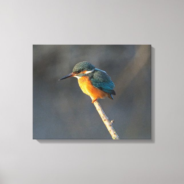 Kingfisher Leinwanddruck (Vorderseite)