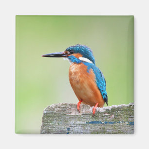 Kingfisher Magnet